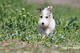 FOX TERRIER 315